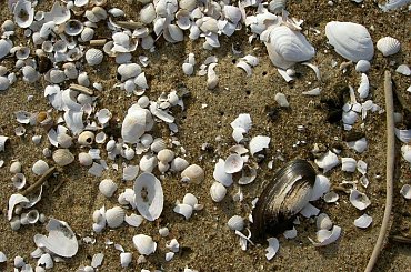 #NadMorzem #plaża #NaPlaży #muszelki