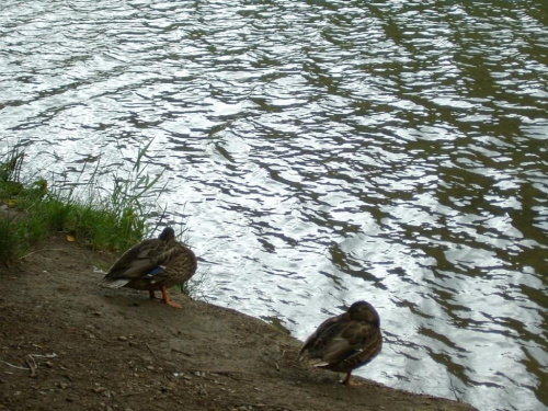 #pieniny #gory #góry #szlaki #trasy #widoki