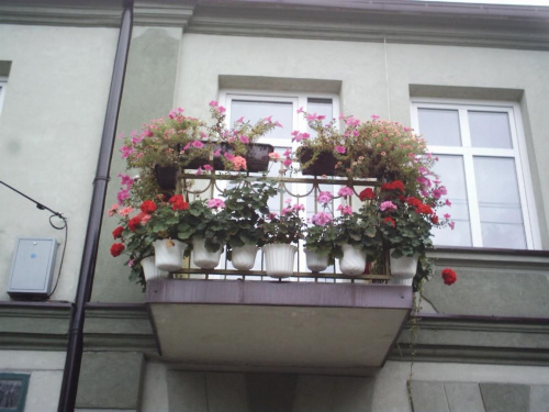 Balkonowce :-) #kwiaty