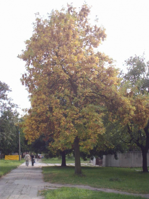 drzewo na terenie szpitala... #drzewa #tomaszów