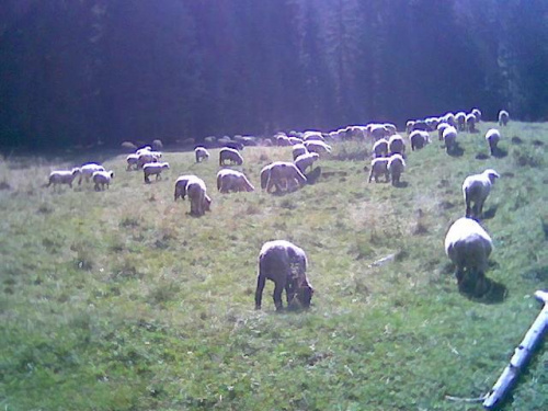 Owieczki - Tatrzanski Park Narodowy