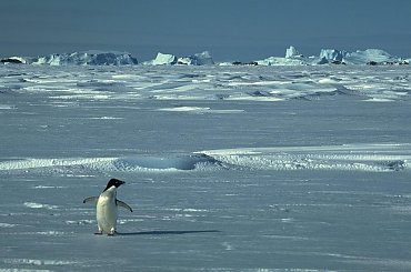 #pingwin #snieg #lod #widok #zimno