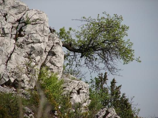 Krzew prawdopodobnie irgi zwyczajnej.