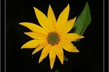 #kwiat #przyroda #natura #żółty