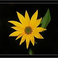 #kwiat #przyroda #natura #żółty
