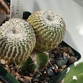 Yavia cryptocarpa