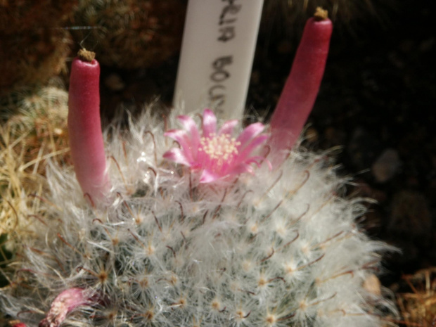 Mammillaria bocasana