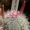 Mammillaria bocasana