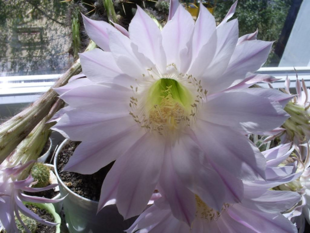 Echinopsis sp.