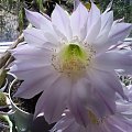 Echinopsis sp.