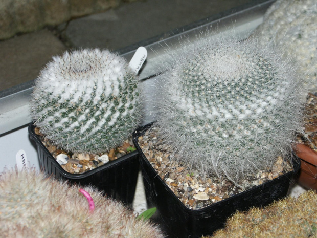 Mammillaria sp.