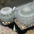 Mammillaria sp.