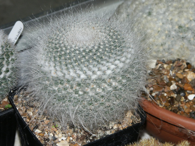 Mammillaria hahniana