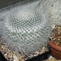 Mammillaria hahniana