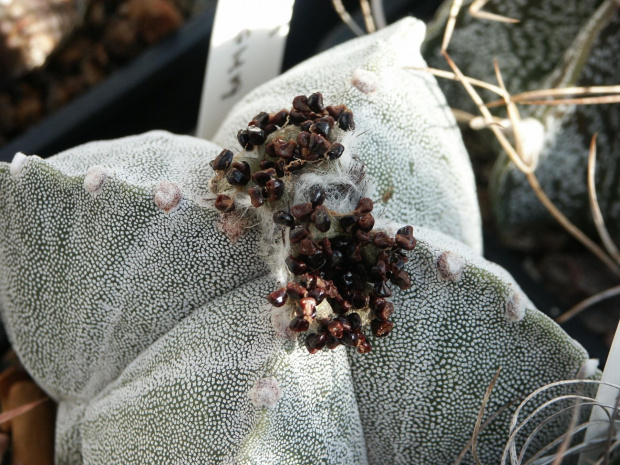 Astrophytum myriostigma