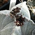 Astrophytum myriostigma