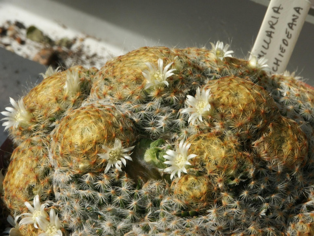 Mammillaria schiedeana