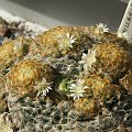 Mammillaria schiedeana