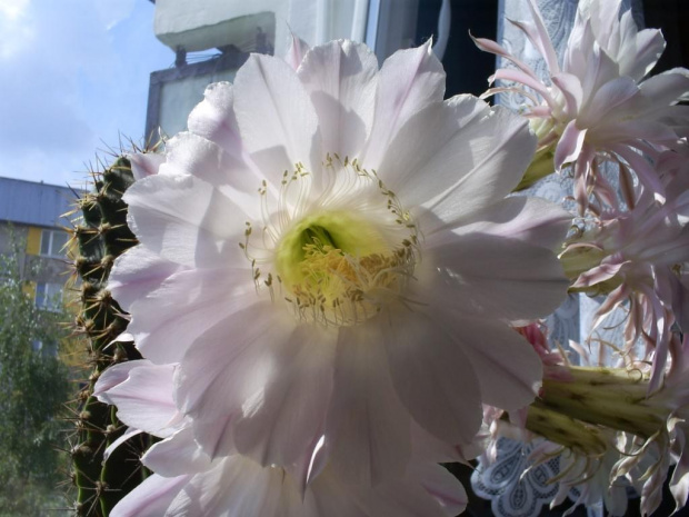 Echinopsis sp.