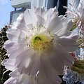 Echinopsis sp.