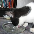 Kotek szuka domu. Mleko i whiskas to nie jest odpowiednia dieta dla kota!!