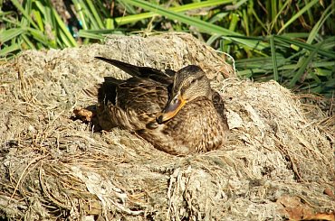 #ZłotyPotok #Dworek #Krasicki #Raczyńskich #Park #Las #Staw