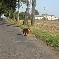 Na drodze...