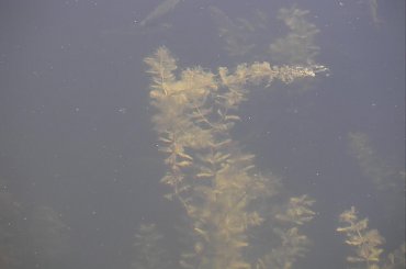 #ZłotyPotok #Dworek #Krasicki #Raczyńskich #Park #Las #Staw