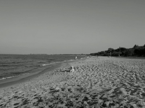 #plaża #NadMorzem #pies