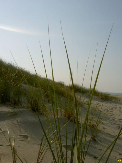 na wydmach #wydmy #trawy #plaża