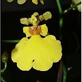 #orchidea #storczyk