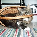 Kupcie mi koci koszyk !