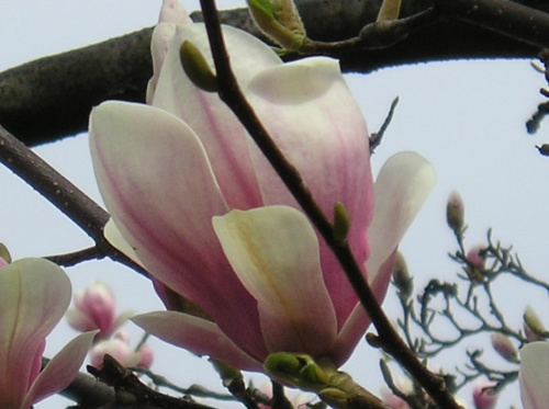 magnolia-wiosna w Głuchołazach