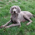 Gabi - weimaraner