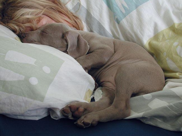 Gabi - weimaraner