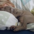 Gabi - weimaraner