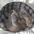 Gabi - weimaraner