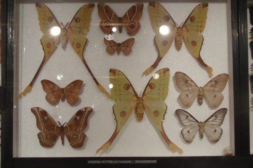 Kolekcja motyli