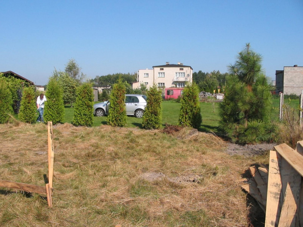 podlewanie przesadzonych choinek