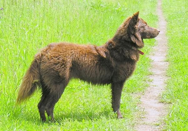 Choco jako lisiczka