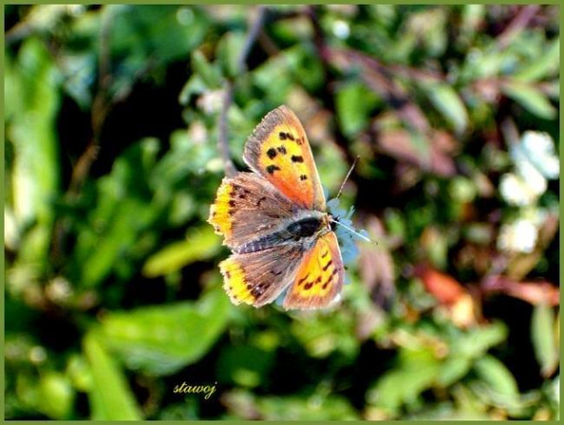 piękny mały motylku powiedz gdzie mój biedron #PożegnanieBiedronki