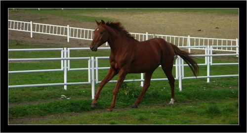 konie #konie #natura #zwierzęta