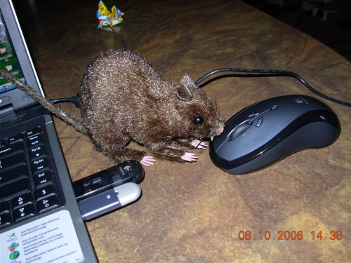 mysz i szczur ;-)