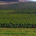 Tokaj pażdziernik 2006