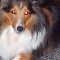 Prawie łysa przez szczeniaki Lassie