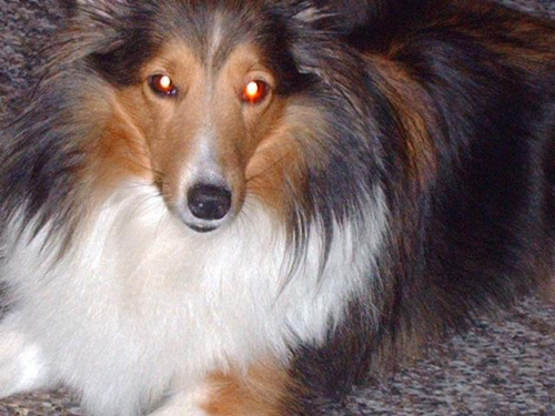 Prawie łysa przez szczeniaki Lassie