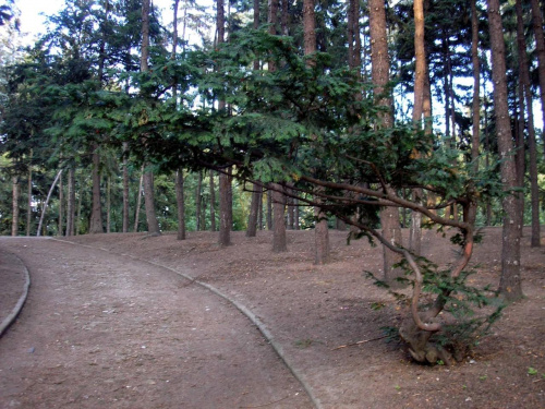 Lasek w Parku Skaryszewskim