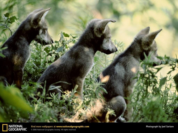 Wichita, Kansas, 1997
Photograph by Joel Sartore