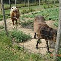 Cernay La Ville - ferme du bout du pres