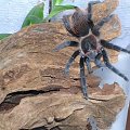 Brachypelma vagans
